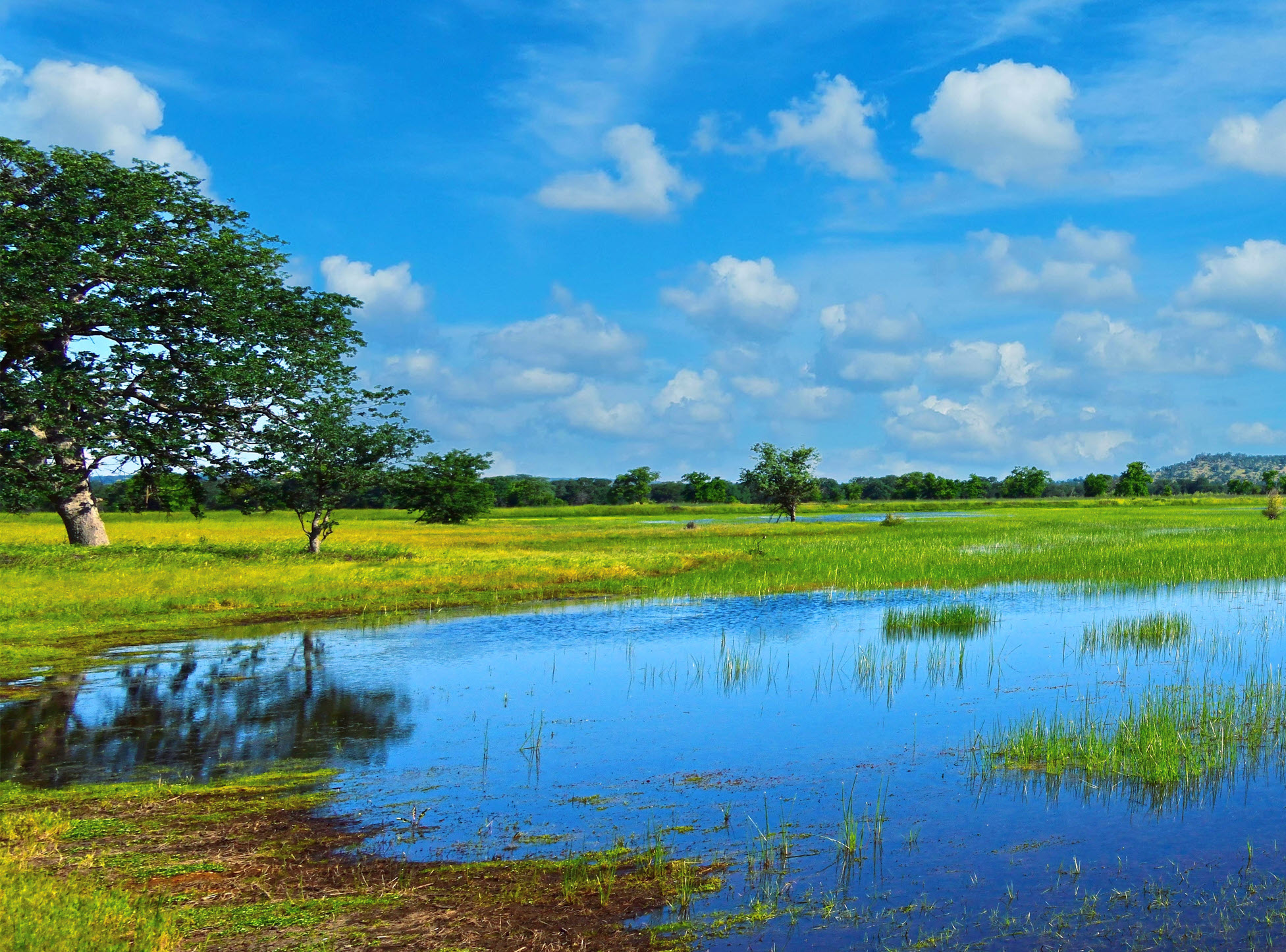 California wetlands website