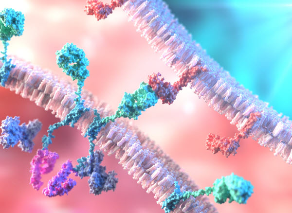 antigen binding hubspot