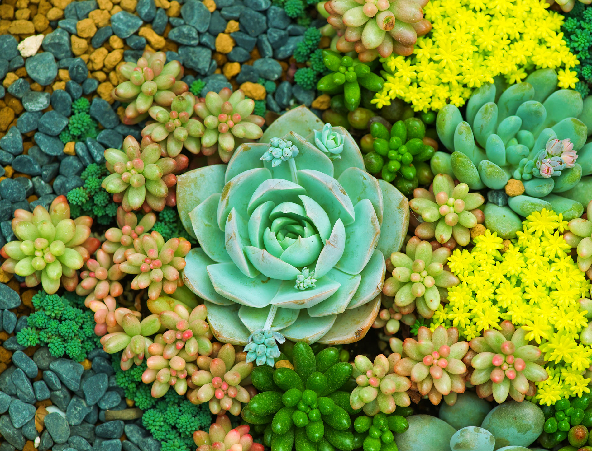 succulent garden website