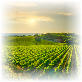 vineyard hubspot