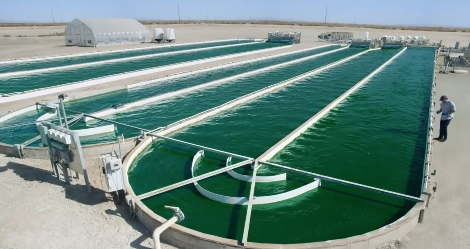 viridos algae farm